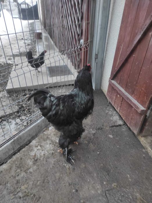 Cocosi  Brahma de vânzare