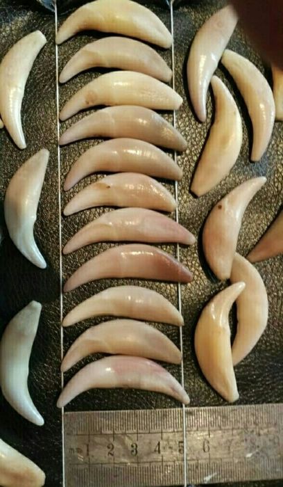 Продам клыки  оригинальные