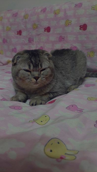 Шотландская Веслаухая