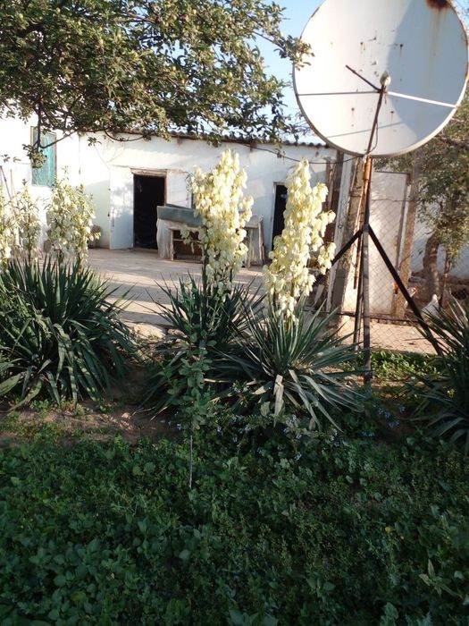 Продаю дачу,два участка по 6 соток,дом хоз постройки,плодовые деревья.