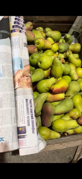 Груша талгарская красавица