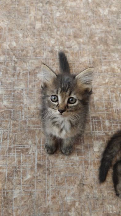 Отдам котят в хорошие руки