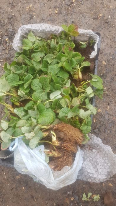 Stoloni de capsuna soiurile Aprica si Murano