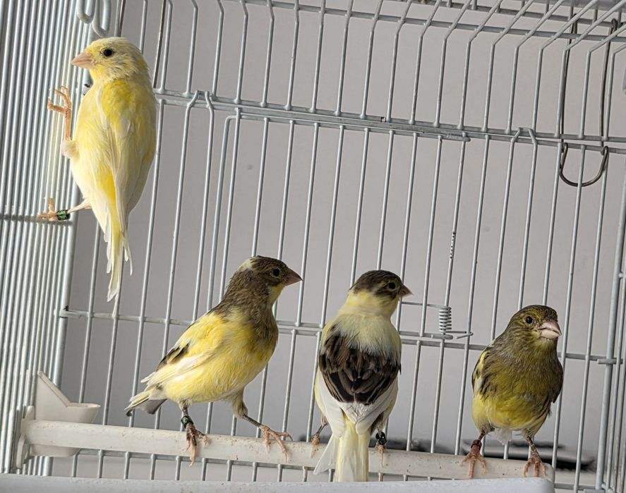 Vând canari timbrado