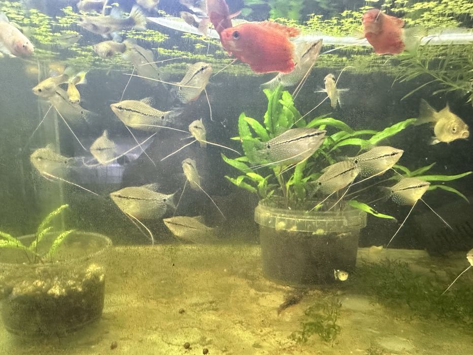 Гурами жемчужные