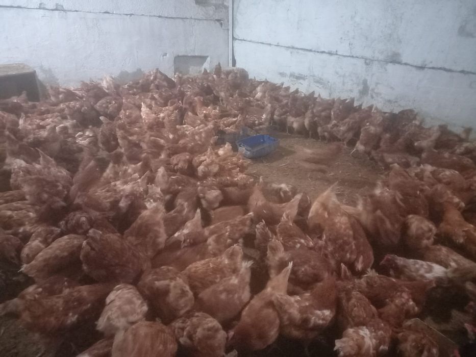 тауық бар 300 бас