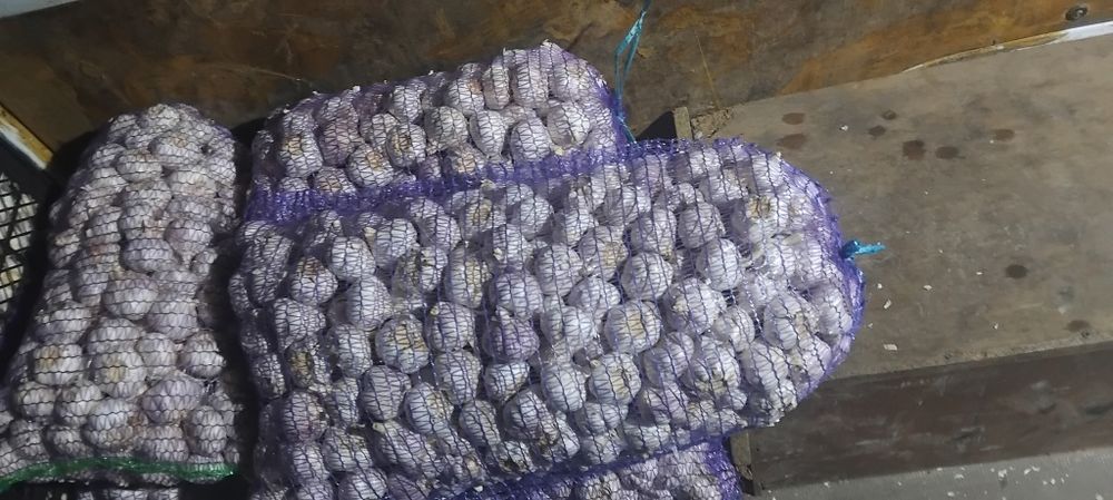 Vând arpagic [seminte de lucerna usturoi