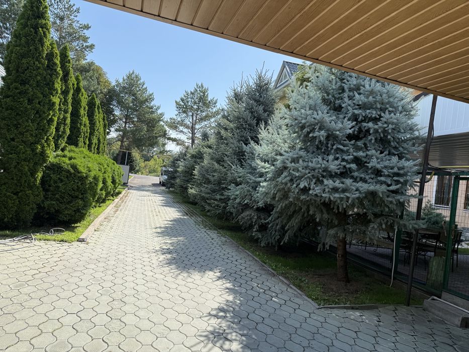 Продам сизые Ели