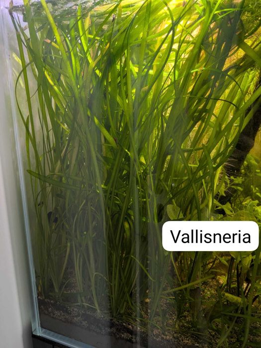 Vand plante de acvariu easy si melci
