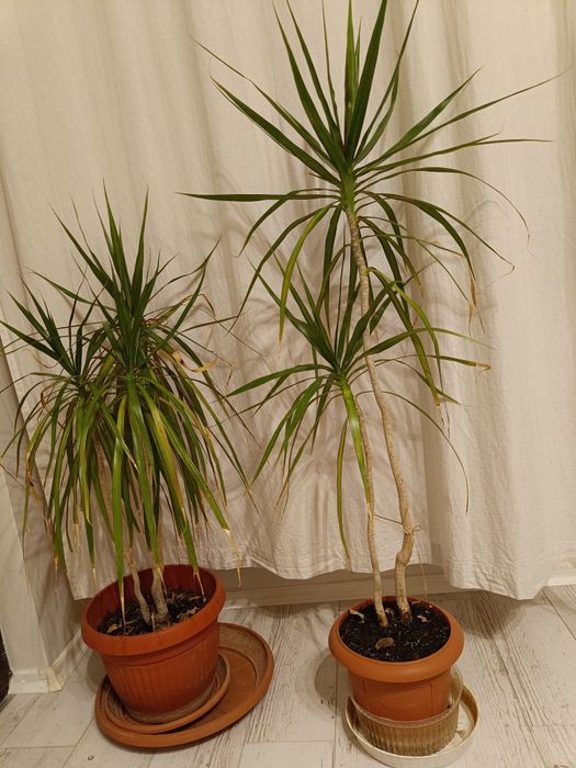 Драцени маргината и драцена фрагранс 100-120см