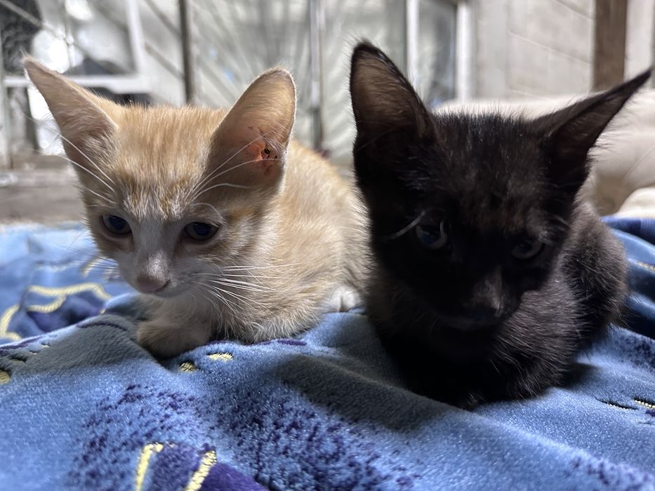 Котики 2 месяцчные