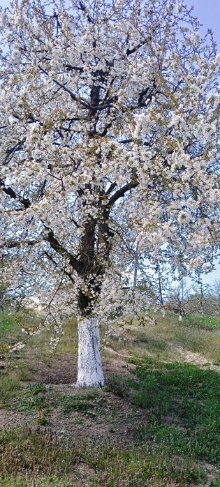 Casă cu teren de vânzare