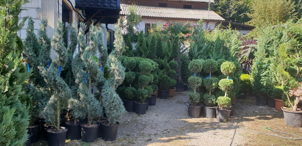 Vindem din pepiniera noastră diferite plante ornamentale