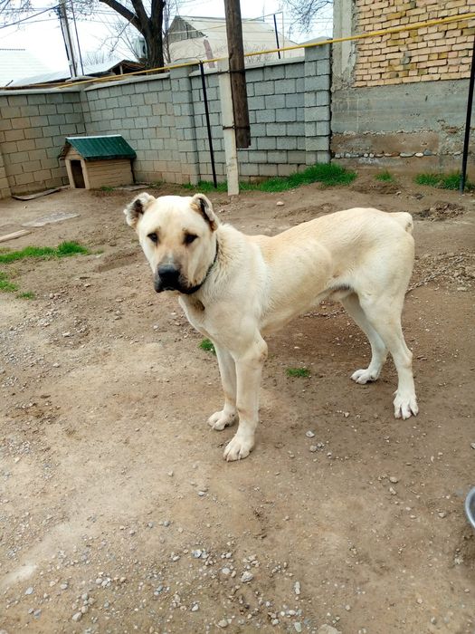 Продаётся собака породы Кангал