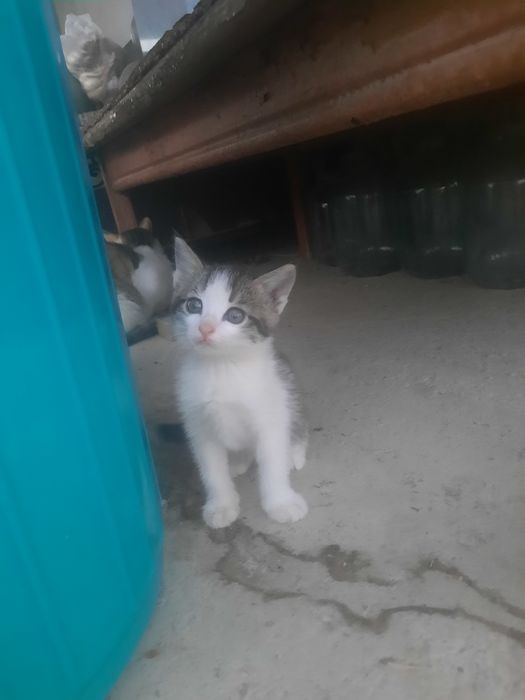 Отдам котят в хорошие руки