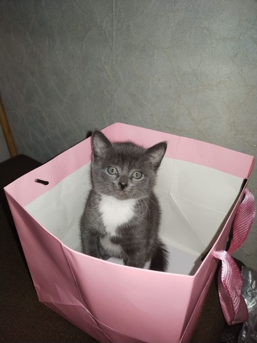 Отдам котят в хорошие руки