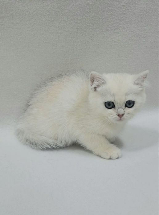 Скоттиш страйт серебристая шиншилла девочка