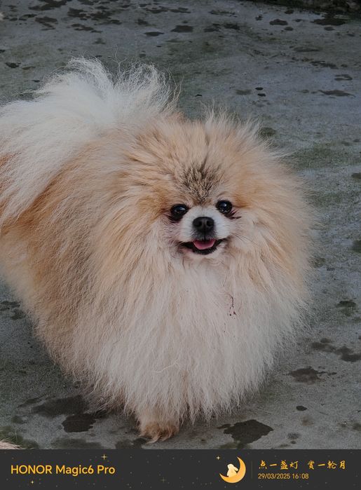 Мъжки    померан