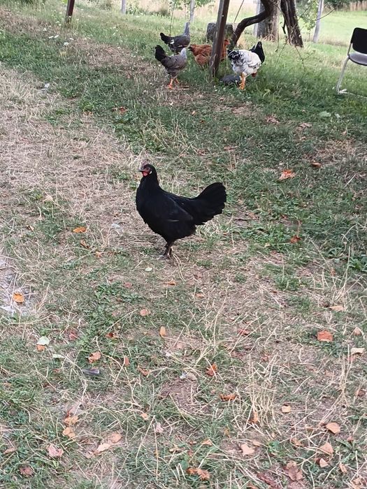 Puicute australorp