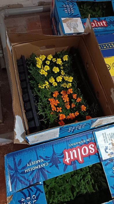 Продам   петуния