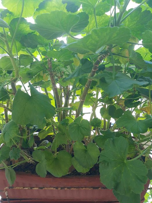 Мушкато,големи ,отгледани в саксия,Последни бройки,намалени 50лв,