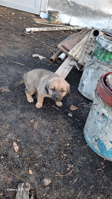 Отдам щенка в добрые руки.