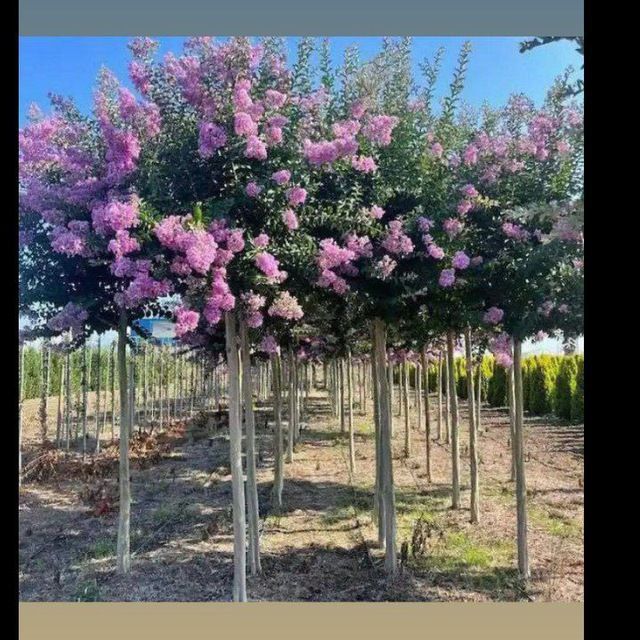 Gazon archa va gullar lanshat qilamiz