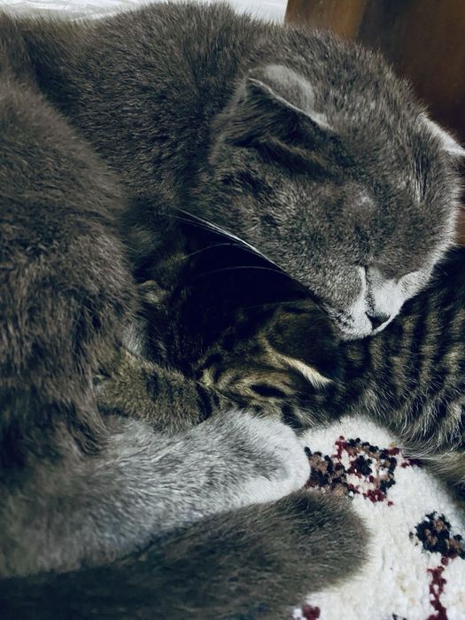 Skotish fold mushik qiz bola 1yosh