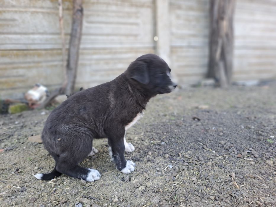 Cățeluș de 2 săptămâni ciobanesc romanesc corb