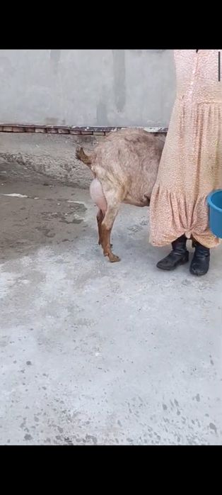 Англонубиская ешкі сауынды