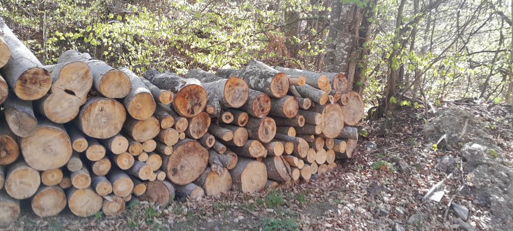 Lemne de foc de fag de vânzare