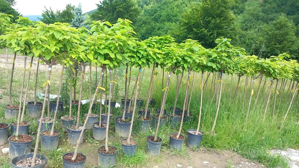 Tuia smarald verde vejnic la ghiveci