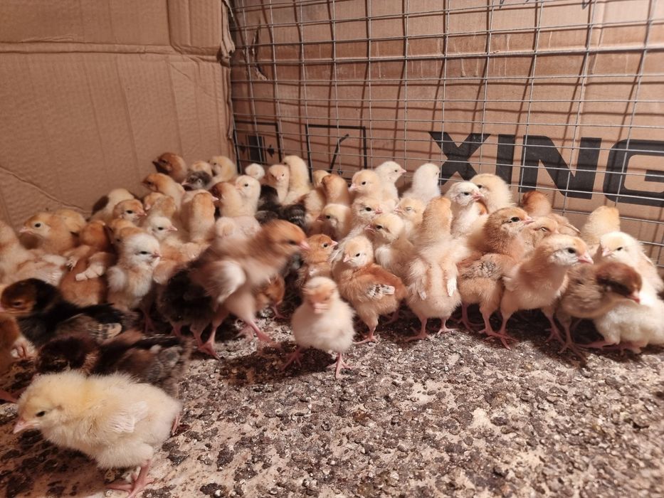 Цыплята (Балапан) несушки