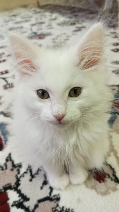 Кот белый 2,5 месяца