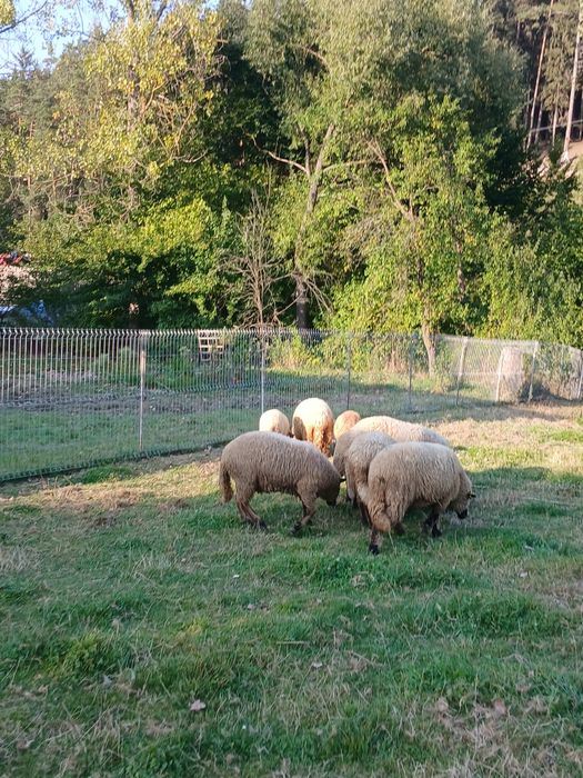 De vânzare trei oii  miori,și un berbec mior  și o mia din  primăvară