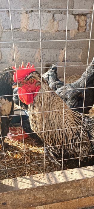 Қораздар сатамын, продам петухов