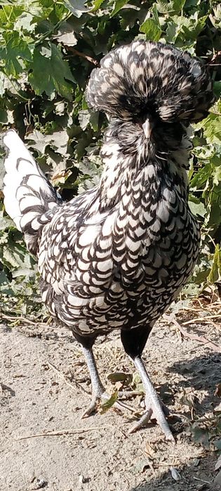 Dekarativni paduvan tovuqlar sotiladi