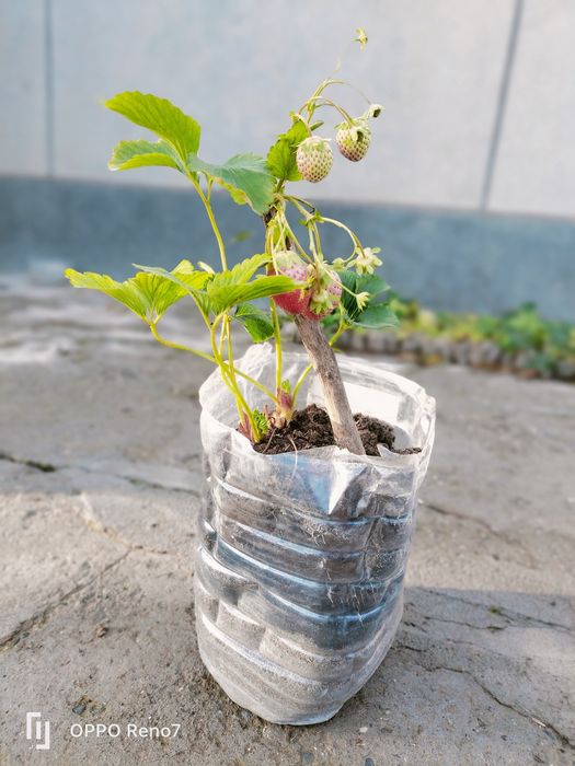 Qulupnoy kucatlari sotiladi