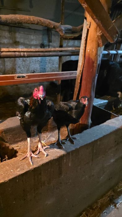 Joja Xoroz va tovuq sotiladi