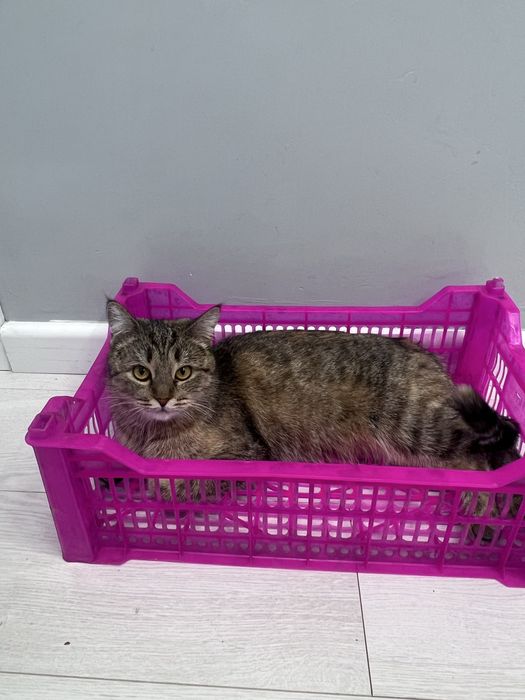 Кошка Молли ищет дом