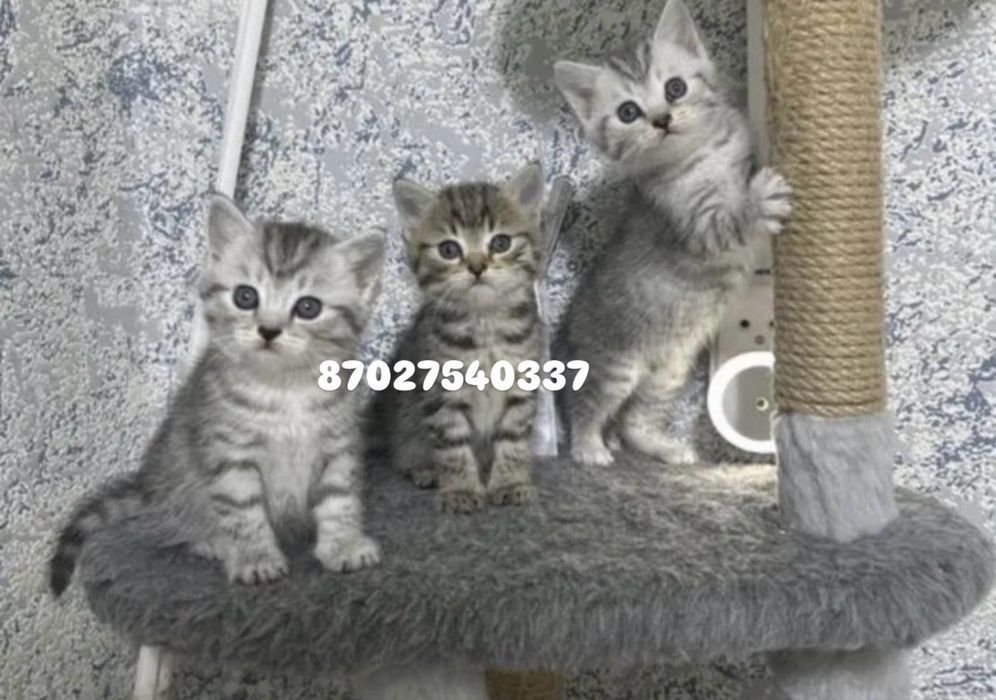 Красивенькие Котята