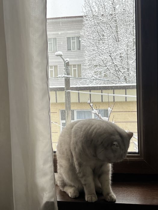 Ogil bola, Britanski Skotish fold seribristiy okras 11 oylik mushuk