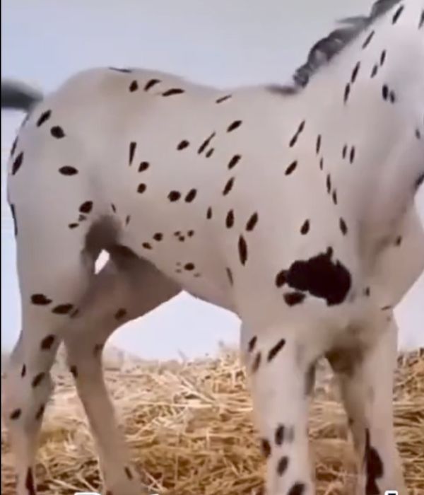 От Акили ГУЗАЛ тулпор сурочни