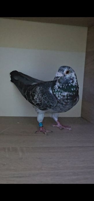 Porumbei maraton extrem