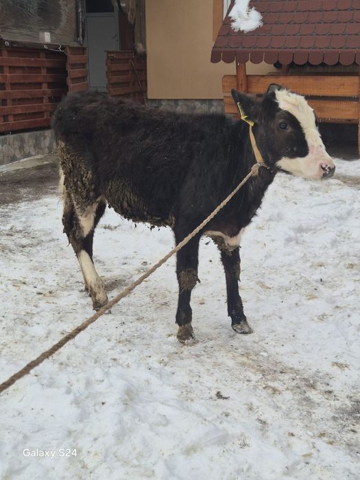 Vand vitica de 3 luni