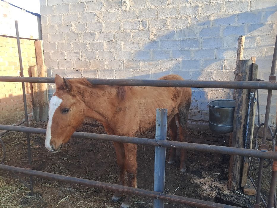 Продам Байталка.