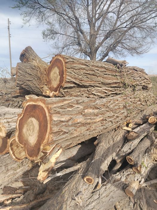 Продам Карагач брёвна