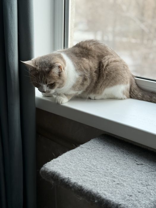 Отдам кота в хорошие руки