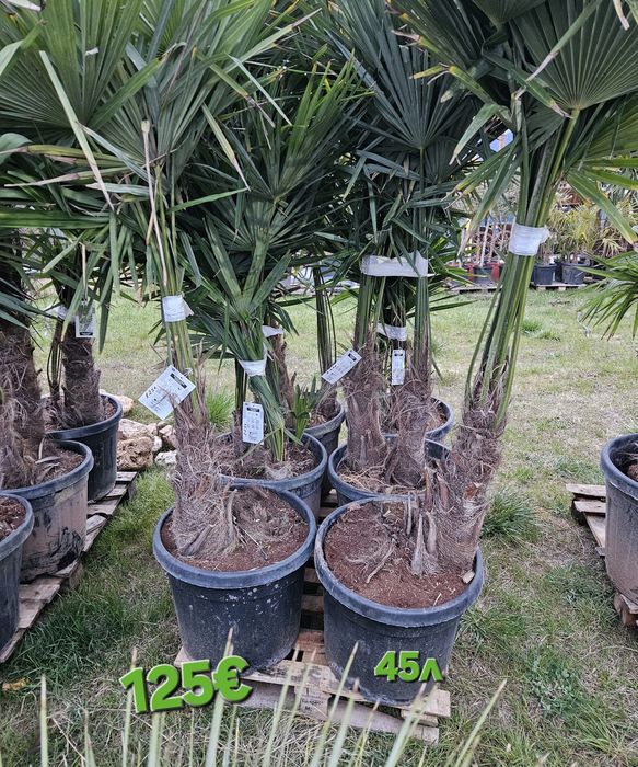 Палми и Декорация за вашата страхотна градина