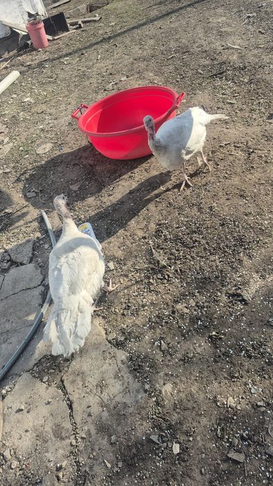 Индейка белая ставропольская